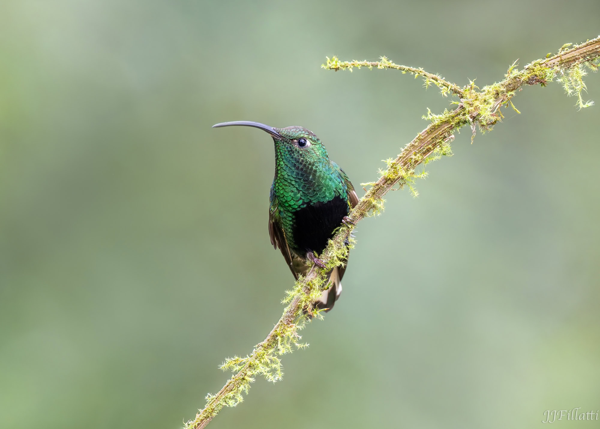 bird of colombia image 5